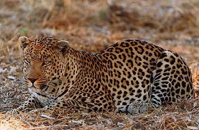 Leopard